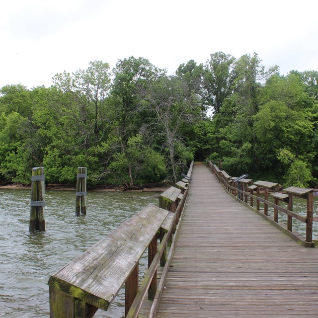 Boardwalk stretching over the water and disappearing into a green forest