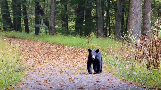 Best practices for reacting to a bear encounter