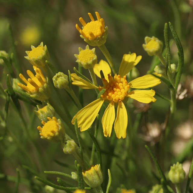 A bush filled with yellow flowers in various phases of formation