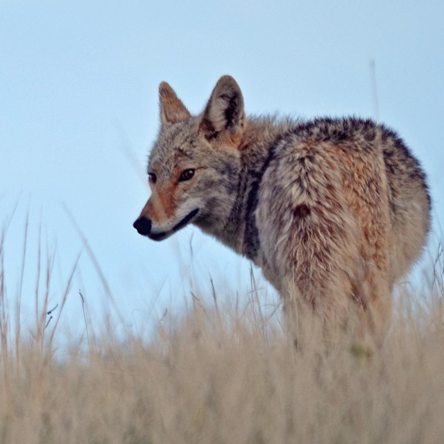A coyote is seen standing in a field of long grass.