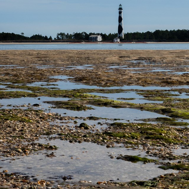 Lighthouse with moss covered sand in the foreground. 