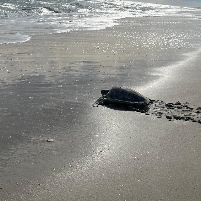 Turtles heading towards the water. 