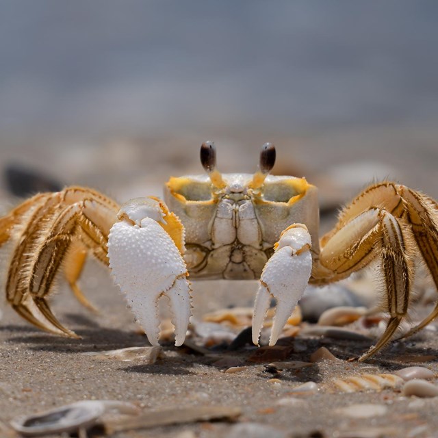 a ghost crab on the sand 