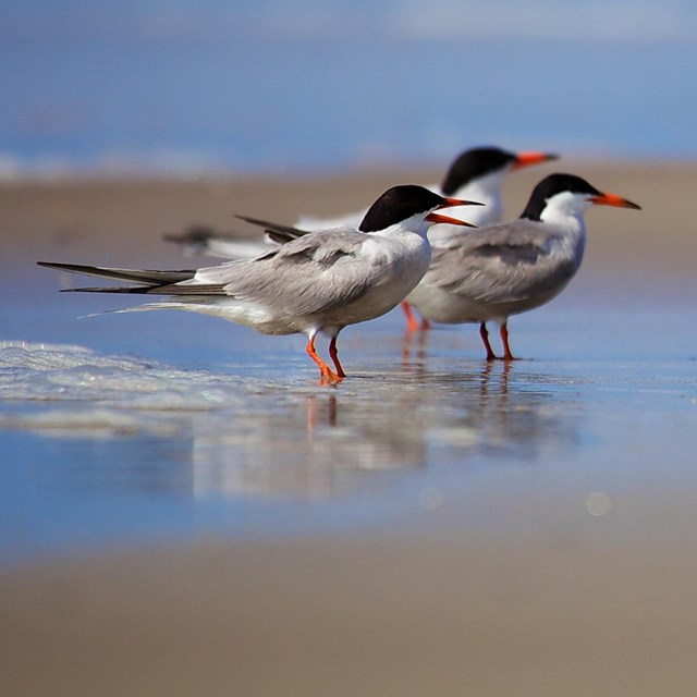 A group of terns in the surf.