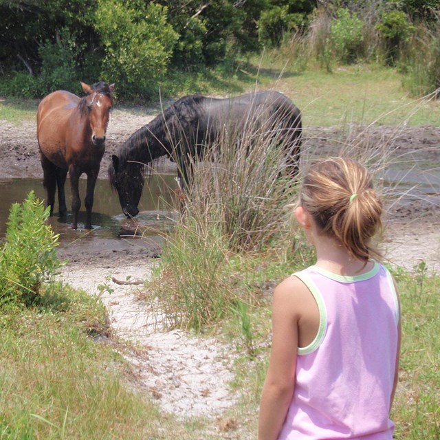 A young visitor watches the Shackleford horses from a safe distance.