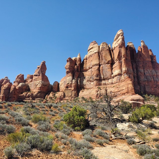 Sandstone fins and spires stand in front of pinyon juniper shrubs and other desert plants.