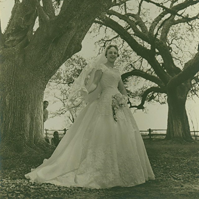 A Prud'homme family bride stands in the Oakland oak allee in 1960.
