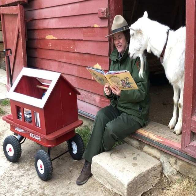 A picture of a park ranger reading to a goat at a barn