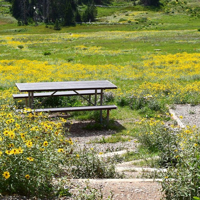 Picnic table and tent site surrounded by yellow wildflowers.