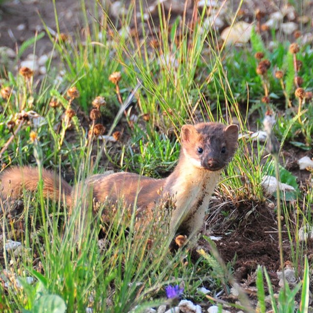Long tailed weasel standing in grass. 