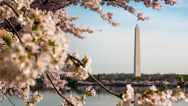 The Washington Monument seen from across the Tidal Basin, cherry trees in bloom