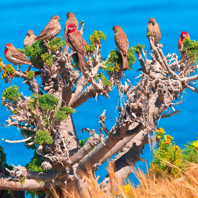 Brown and red birds perched on plant. ©Tim Hauf, timhaufphotography.com