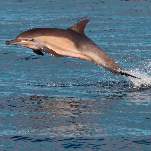 Grey dolphin with white sides jumping out of ocean. 