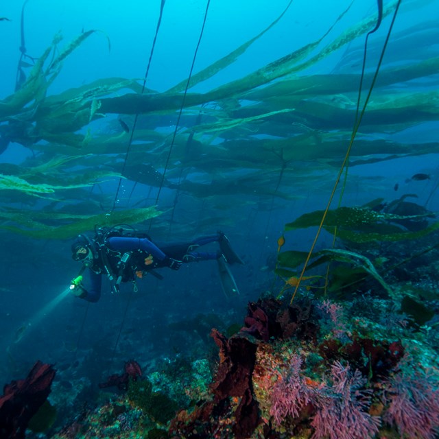 Diver in kelp forest. ©Brett Seymour, National Park Service