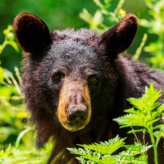 a black bear peeks through green foliage