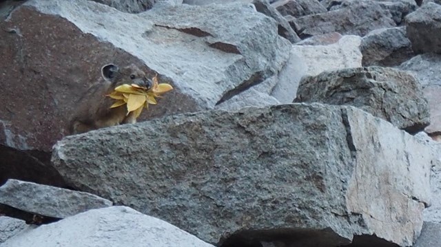 A pika sitting on a boulder has a mouthful of fall leaves.