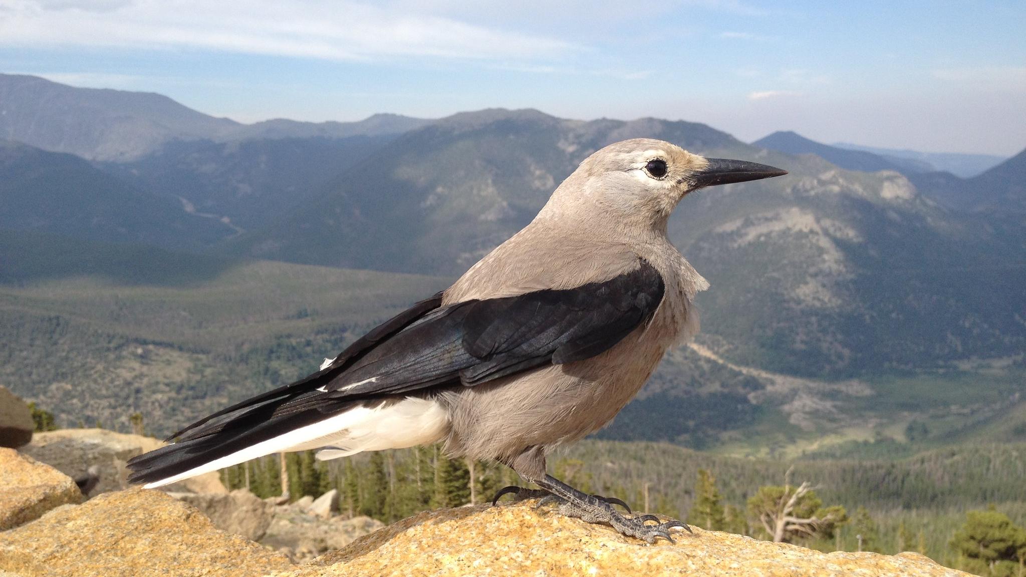 A Clark's nutcracker perched on a wall surveys the landscape