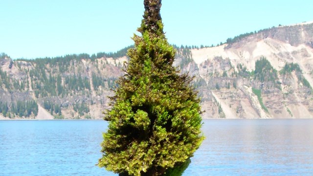 A huge column of moss lifted from within Crater Lake