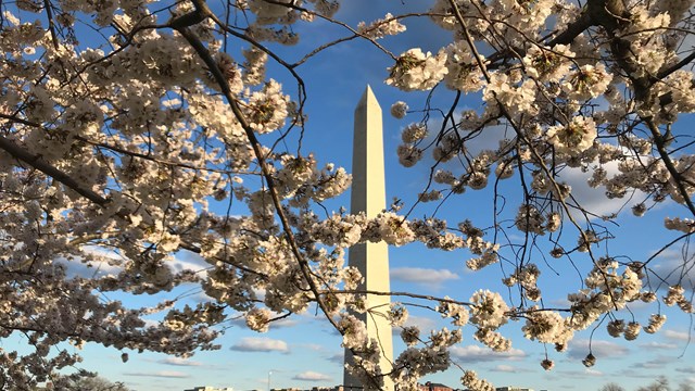 Cherry blossom branches in front of the Washington Monument