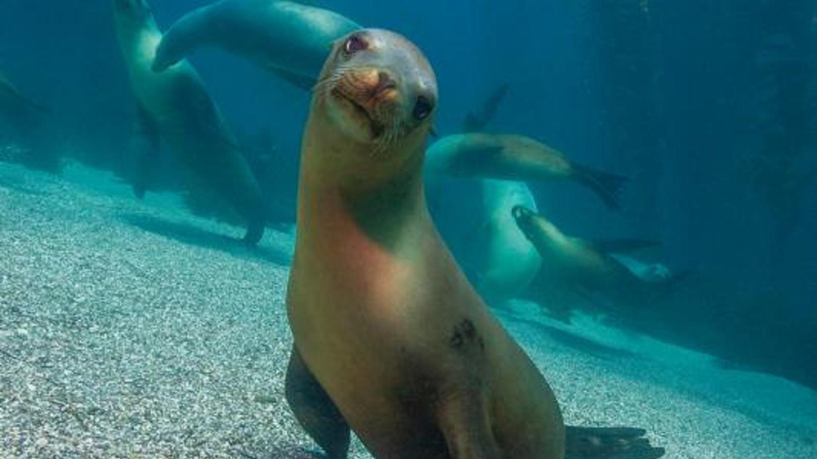 Sea lions under water