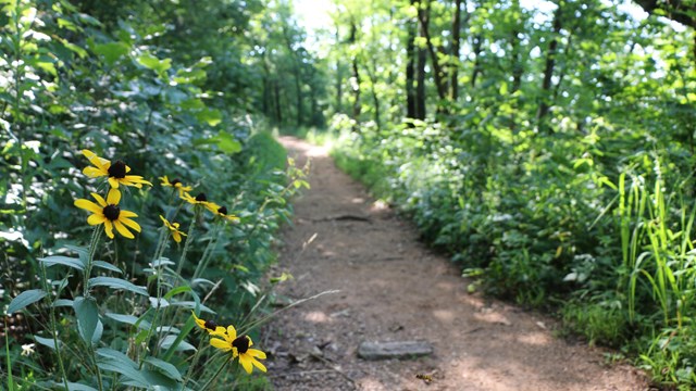 A few yellow flowers next to a trail in the woods