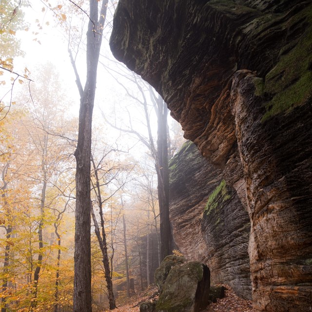 An overhang of sandstone towers over a leaf-strewn trail; yellow leaves hang on trees to the left.