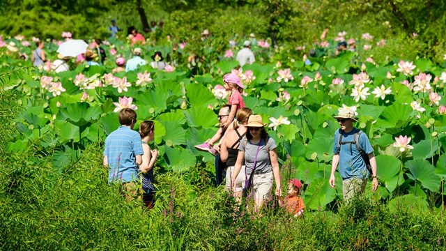 People walk through lotus flowers
