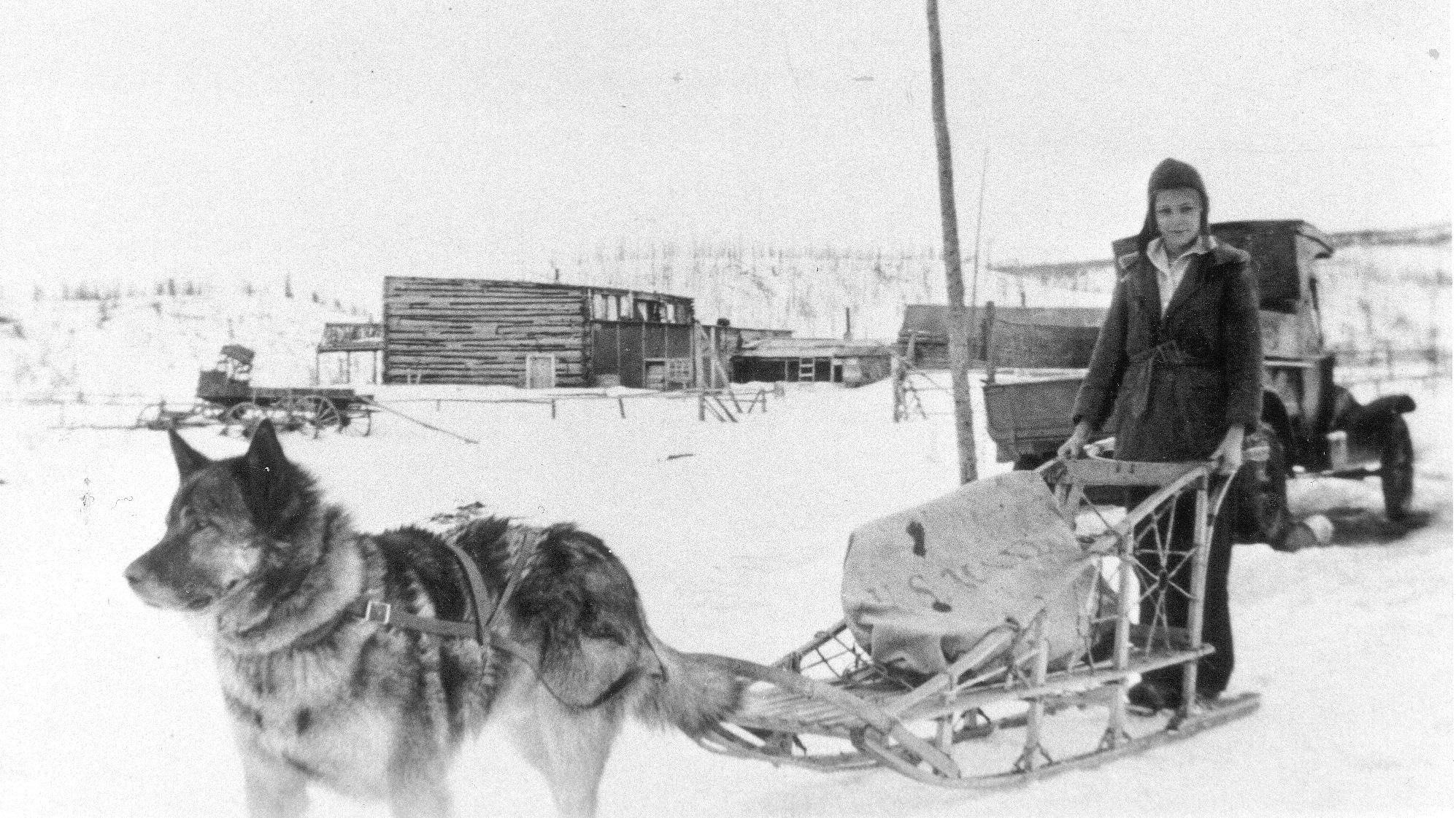 a dog pulling a woman on a sled