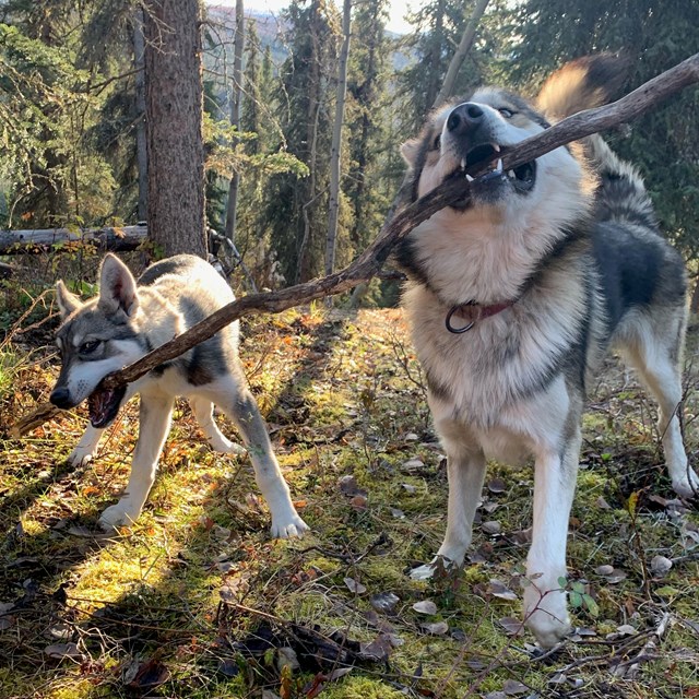 Two dogs hold a stick together