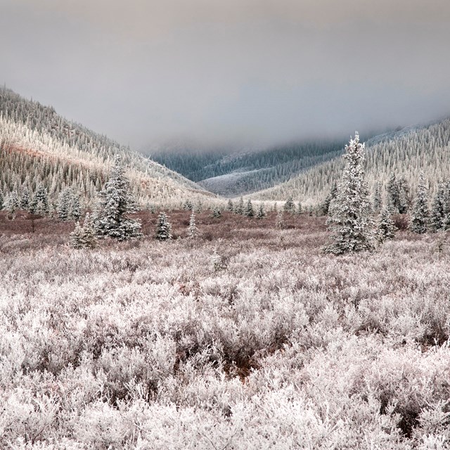 a snow-dusted forest and mountains