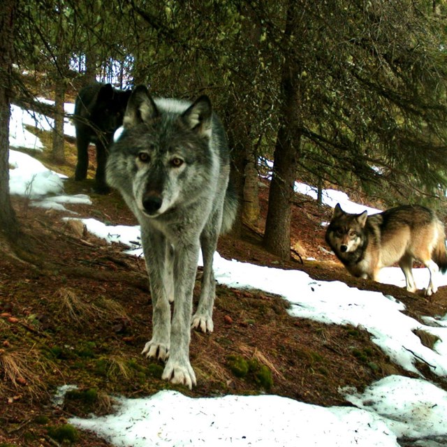 three wolves looking at the camera