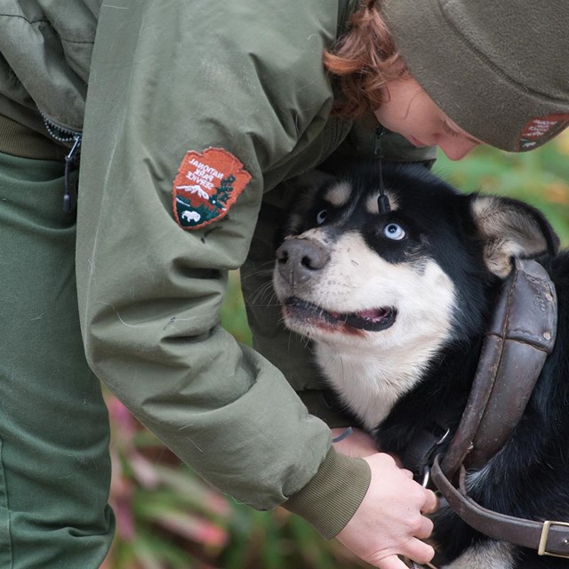 black sled dog looking up at a woman in a ranger uniform