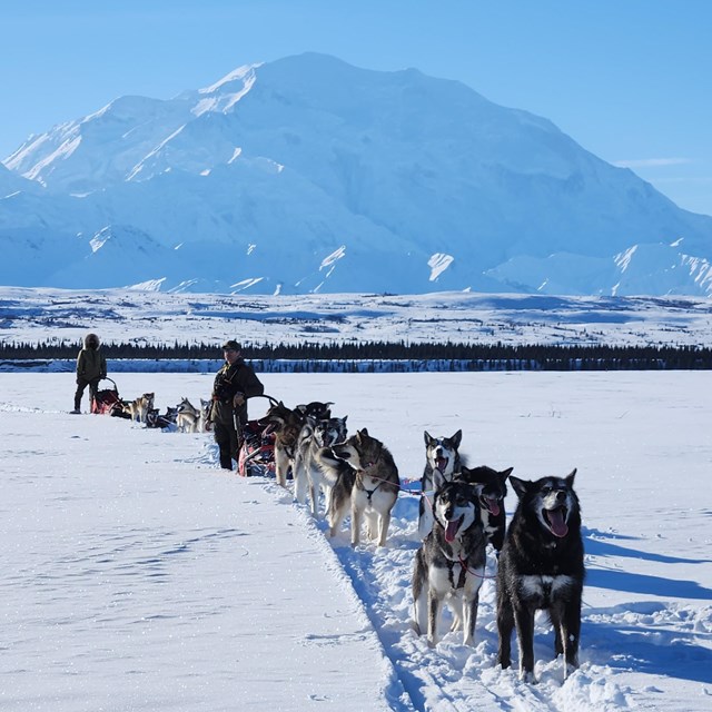 dog team stands in front of Denali Mountain