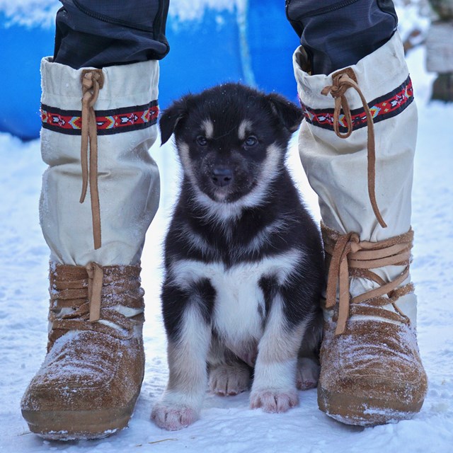 A puppy sits between a ranger's feet.