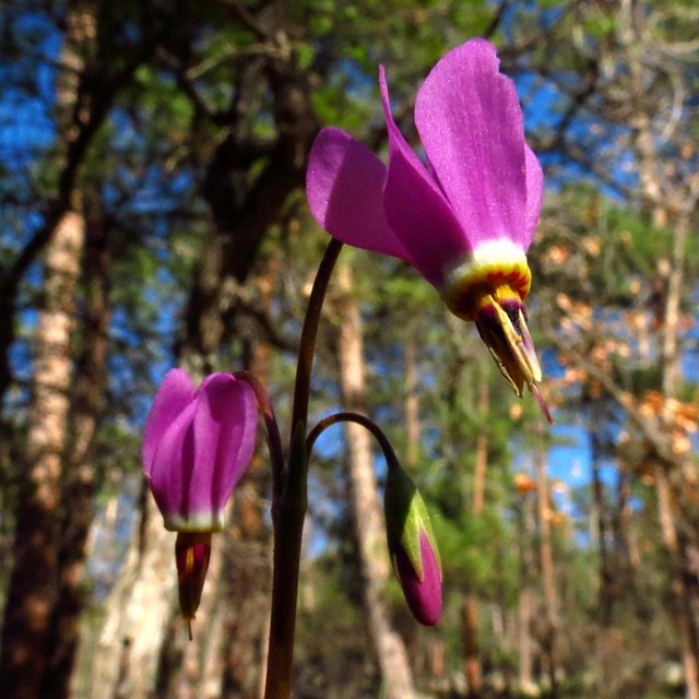 Purple flowers with a forest in the background