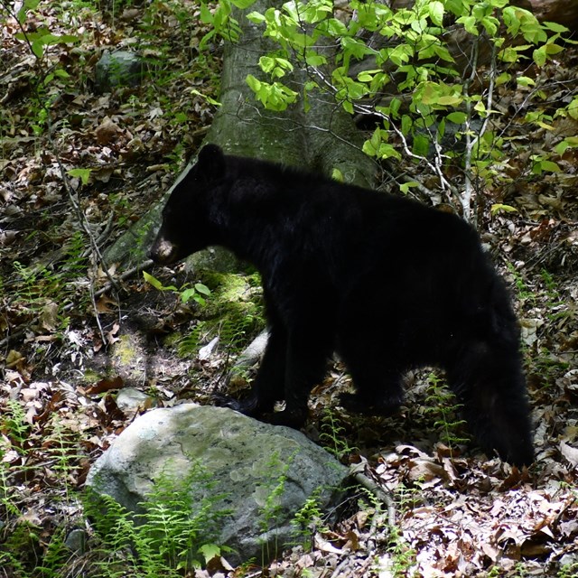 A black bear walking through the woods.