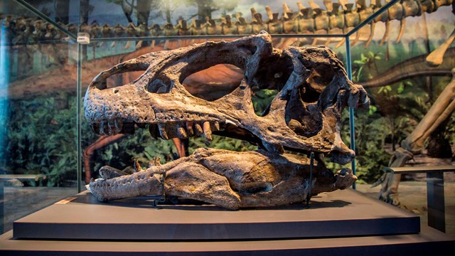 A fossilized Allosaurus skull in a glass case at the Quarry Exhibit Hall.