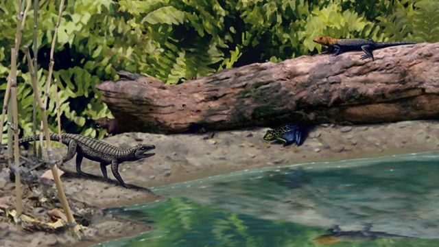 A digital painting of a prehistoric pond scene featuring small Jurassic amphibians and reptiles.