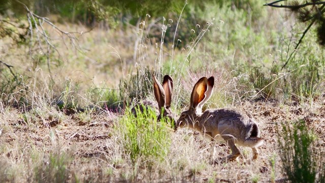 two jackrabbits touching noses