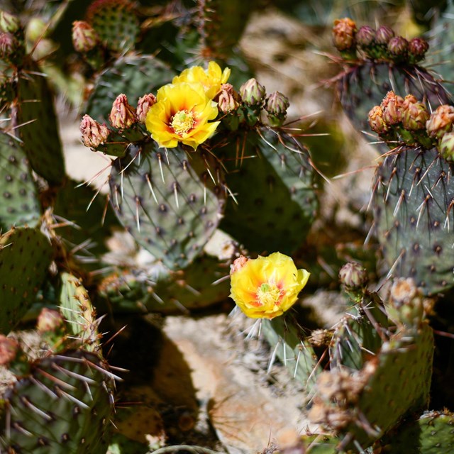 A cactus with multiple yellow flowers