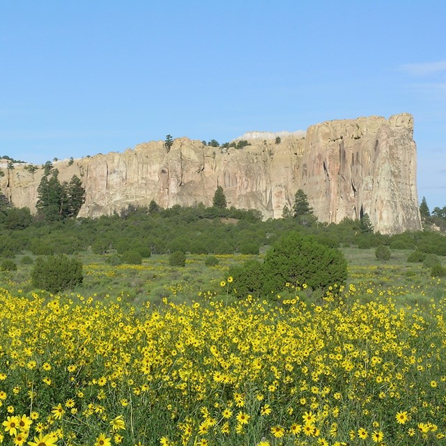 A sandstone cliff rising from a field of sunflowers.