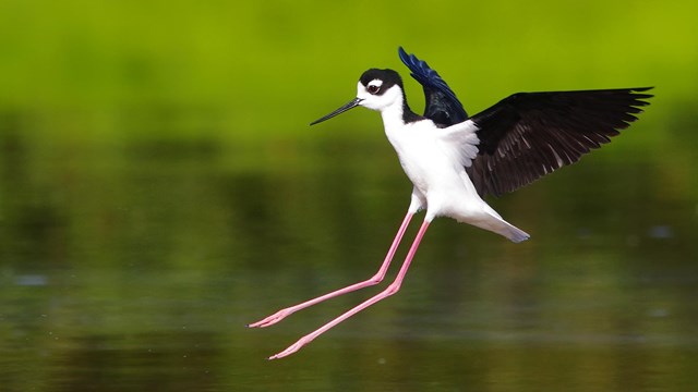 A Black-necked Stilt mid flight.