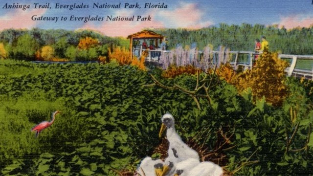 A historic postcard of Everglades.