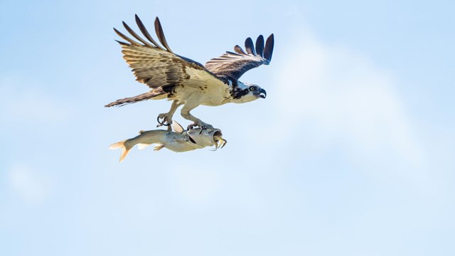 An osprey flies with a fish in its talons. There is a crab in the fish's mouth.
