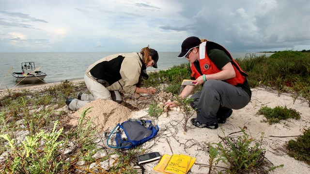 Two people are crouched on the sand counting eggs. Notebooks and tools are nearby on the sand.