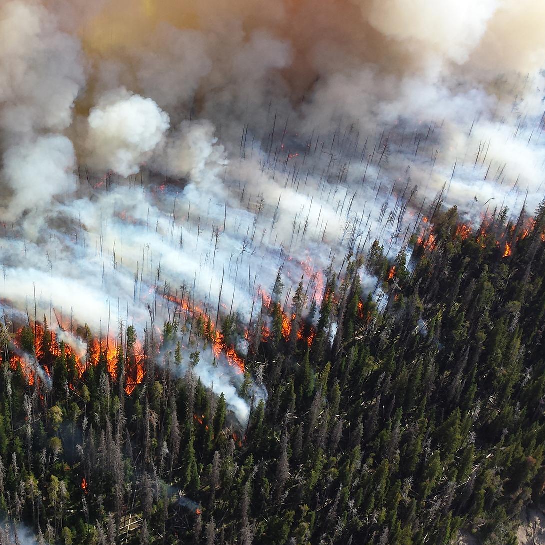 Aerial view of large wildfire in forest with torching trees and smoke.