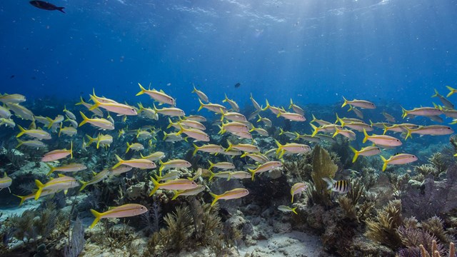 a school of yellow fish swim near a shallow reef