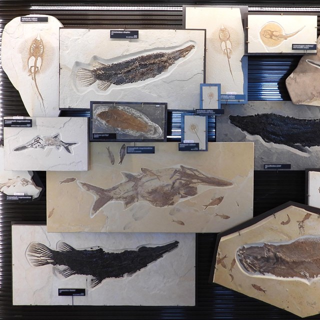 Exhibit featuring fossils of stingrays, gars, paddlefish, and bowfins.
