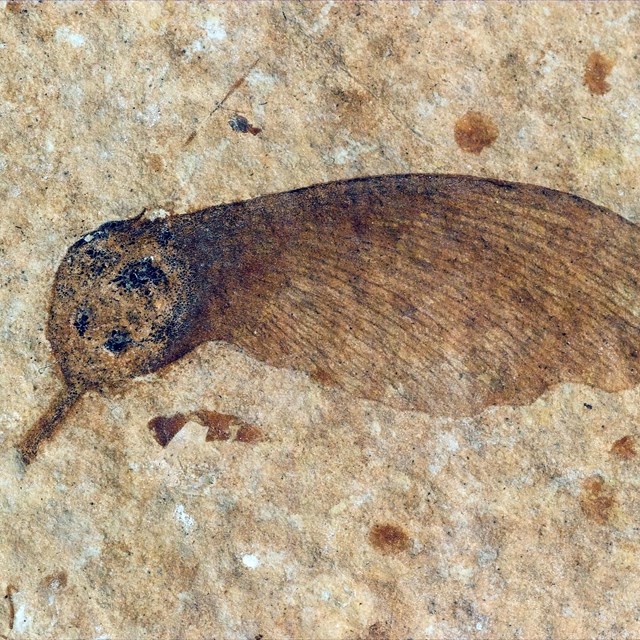 A brown winged seed fossil from the Green River Formation on speckled tan stone.