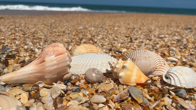 Many shells of various sizes and colors lining the beach